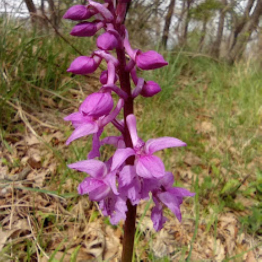 orchidee-Casentino